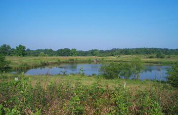 Ponds-image-smaller.jpg