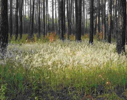 Cogongrass growing in a wooded area.