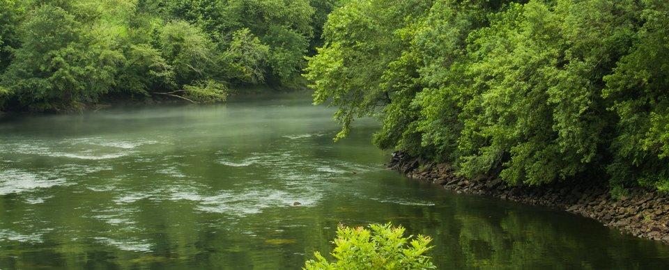 River with greenery covering the left and right bank side.