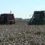 small_Cotton Harvesting(10).JPG
