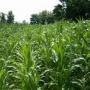 Intelligent Irrigation Scheduling small_Georgia_corn_field.jpg