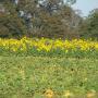 small_Pumpkins and Sunflowers.JPG