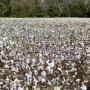 Intelligent Irrigation Scheduling small_south_georgia_cotton_field.jpg